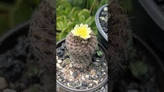 copiapoa Humilis [upl. by Ojeillib]