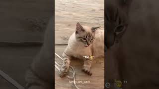 part 21 My cat understands Englishcat cats cutecat catlover catsoftiktok fyp kitty usa [upl. by Sumerlin]