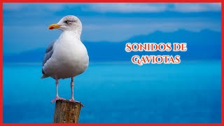 SONIDOS de GAVIOTAS 50 minutos 🐦🎶🔊 [upl. by Eineeuq]