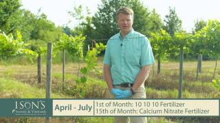 Isons Nursery How To Fertilize Young Muscadine Vines [upl. by Nalyak]