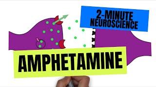 2Minute Neuroscience Amphetamine [upl. by Asen]