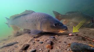 Top Carp Fishing Video in the River [upl. by Pytlik]