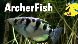 Archerfish Profile Care and Feeding [upl. by Leihcim]