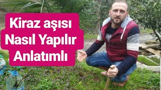 Kiraz aşısı nasıl yapılır Kiraz aşısı ne zaman yapılır anlatımlı Kalem aşısı nasıl yapılır [upl. by Brandon]