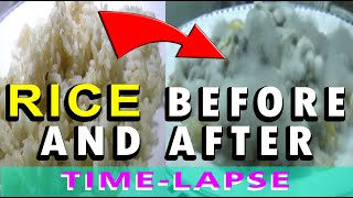 Rice  Time Lapse Video [upl. by Rudie]