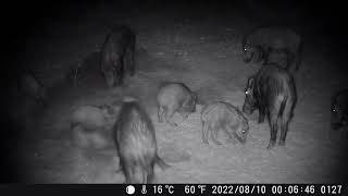 2022 Esperas aos Javalis  Grande Família  Uma noite no Cevadouro 6 Tiago Tacão trail camera [upl. by Hayikaz987]