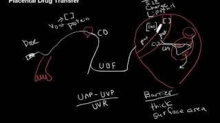 placental drug transferwmv [upl. by Amyaj]