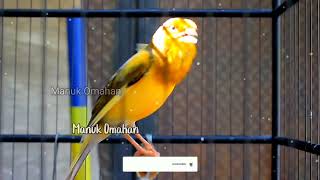 Canary song for mating training of beautiful Belgian canaries 154 [upl. by Pulchi]