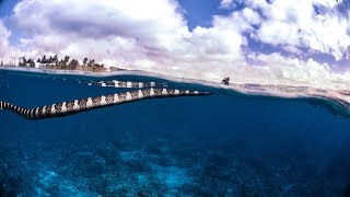 The Deadly But Beautiful Sea Snakes of the Pacific [upl. by Minabe]