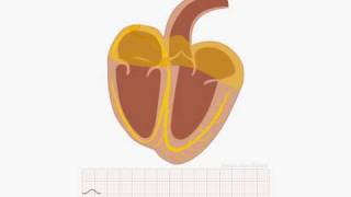 Animation of normal sinus rhythm [upl. by Jerrilyn]