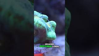 Space Invader In My Reef Tank 🤯 [upl. by Ybbor]