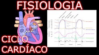 Aula Fisiologia Cardíaca  Ciclo Cardíaco  Fisiologia Cardiovascular Humana 1 [upl. by Bazil712]