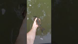 using a Mepps Aglia 0 bassfishinglife gofishing smallmouth fishing ultralightfishing goodlife [upl. by Assedo]