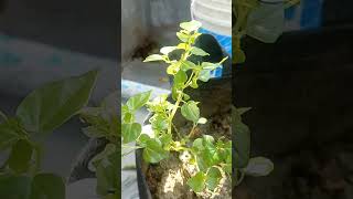 Paperomia গাছের পানি শোষণ প্রক্রিয়া পর্যবেক্ষণ gardenplants gardening agriculture peperomia [upl. by Avilo]