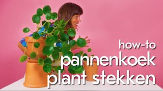 Pannekoekplant Pilea peperomioides stekken Zo doe je dat [upl. by Nahgen]