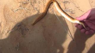 Arabian sand boa release Dubai May 14 2011 [upl. by Iinde857]