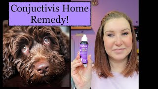 Conjuctivitis in Dogs  Home Remedy [upl. by Aillicirp]