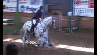 Knabstrupper stallion  Fairbanks Skrødstrup  Jumping Competition 9409 120 cm [upl. by Asseret]