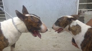 Pelea de perros Bull Terrier Ingles quotLeilaquot vs quotDragaquot 26Nov12 [upl. by Akiaki]