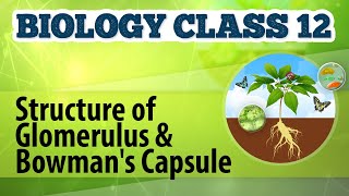 Structure of Glomerulus and Bowmans Capsule  Excretion and Osmoregulation  Biology Class 12 [upl. by Sukin164]