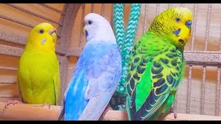 A unique recording of 10 Hr parakeet birds singing to help people relax and rid of anxiety [upl. by Yniffit]