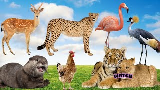 Happy Animal Moments Sika Deer Cheetah Flamingo Hen Otter Lion  Animal Videos [upl. by Helas391]