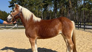 Haflinger mare driving [upl. by Pasadis]