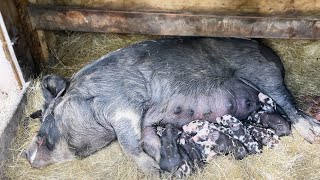 Berkshire Pig in Labour and Farrowing TEN piglets [upl. by Vahe]