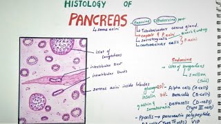 Histology of Pancreas [upl. by Anitac580]