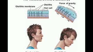 Anatomy  Physiology of the Utricle amp Saccule Otolithic Organs [upl. by Osner]