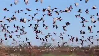 Huge flock of Galahs [upl. by Yretsym469]