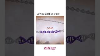 Chromosome Chromatin DNA Nucleosime Gene Nucleotides cell [upl. by Margaux]