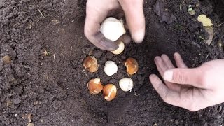 bulb planting  tulips and alliums part13 [upl. by Heilman]