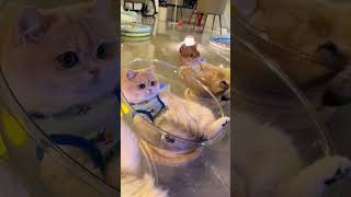 Cats in Glass Bowls Break the Internet [upl. by Lednek]