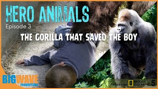 Hero Animals The gorilla that saved the boy [upl. by Gaven624]