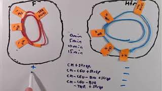 Bacterial Gene Mapping Using Conjugation [upl. by Achorn]