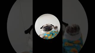 Loulou tried the PEDRO PEDRO PEDRO trend pug dog trend [upl. by Okimuy]