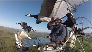 Enseñar a las aves nuevas rutas de migración  science [upl. by Ronnholm586]