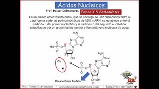 Enlace 3quot 5quot Fosfodiéster  Ácidos Nucleicos Parte III [upl. by Geno945]