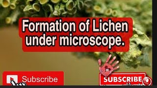 Formation Of Lichen Under Microscope [upl. by Wershba]