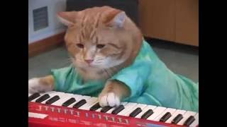 Keyboard Cat REINCARNATED [upl. by Leoy]