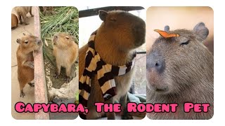 The Adorable Capybara Do You Own one at home They are amazingly likeable  Cute Pets Bonding [upl. by Alleen]