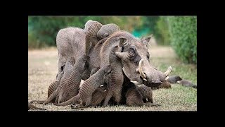 10 Fascinating Symbiotic Relationships Between Animals [upl. by Adneral]