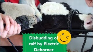 DusbuddingDehorning of calf by Electric Dehornor [upl. by Elish]