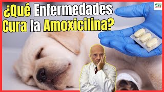 🔴¿QUE ENFERMEDADES CURA LA AMOXICILINA EN PERROS ¿CÓMO SE DA Y ¿PARA QUÉ SIRVE 🔴 [upl. by Kwabena490]