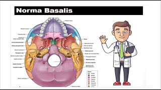 Norma basalis  anterior part easy way to learn [upl. by Marcie671]