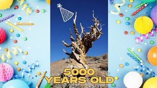 Methuselah The oldest living tree shorts amazingfacts science [upl. by Ebeneser]