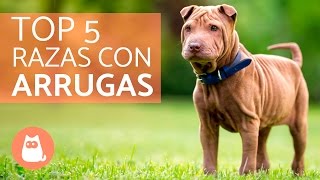 Las 5 razas de perros con más arrugas  Perros adorables [upl. by Nnaj]