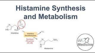 Histamine Synthesis and Metabolism Pathway [upl. by Even126]