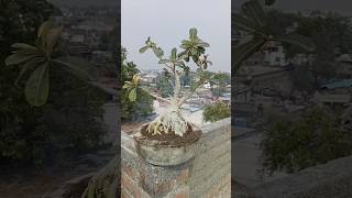 How to grow adenium plants🌿😍indianfarmer indiangardeners gardening phoolpatte adenium shorts [upl. by Hausmann]